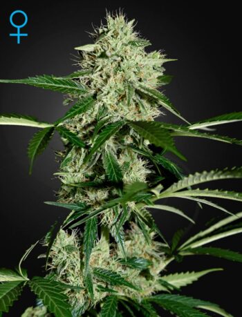 G13 Labs - Auto Northern Lights (NL Automatic) Feminised Autoflowering Cannabis Seeds