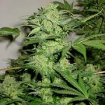 g13-labs-auto-northern-lights-nl-auto-feminised-autoflowering-cannabis-seeds-2.jpg