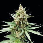 G13 Labs - Blue OG Feminised Cannabis Seeds