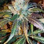 g13-labs-blue-og-feminised-cannabis-seeds.jpg