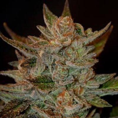 g13-labs-blue-og-feminised-cannabis-seeds-3.jpg