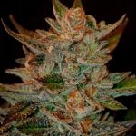 G13 Labs - Blueberry Gum #2 Feminised Cannabis Seeds