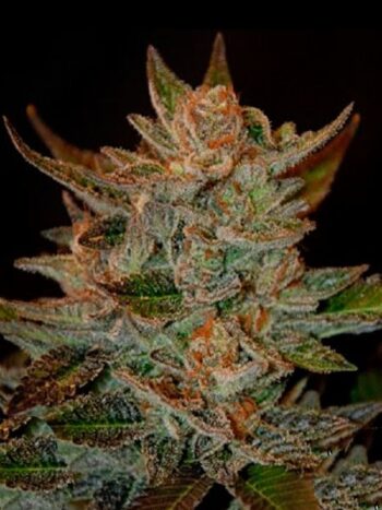 G13 Labs - Blueberry Gum #2 Feminised Cannabis Seeds