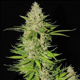 g13-labs-blueberry-gum-2-feminised-cannabis-seeds.jpg