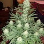 g13-labs-c99-feminised-cannabis-seeds.jpg
