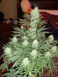g13-labs-c99-feminised-cannabis-seeds-2.jpeg
