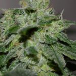 g13-labs-chocolate-heaven-feminised-cannabis-seeds-2.jpg