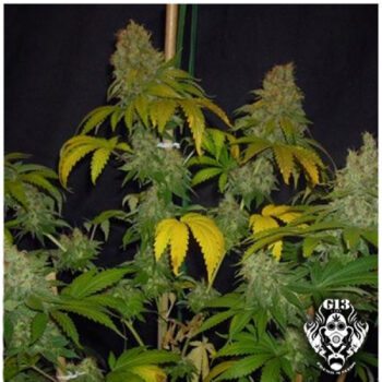 G13 Labs - Chocolate Heaven Feminised Cannabis Seeds