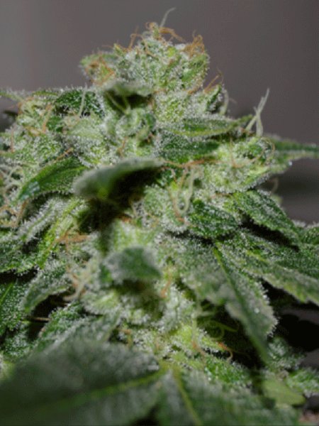 g13-labs-chocolate-heaven-feminised-cannabis-seeds.jpg