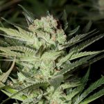 g13-labs-double-black-feminised-cannabis-seeds-2.jpeg