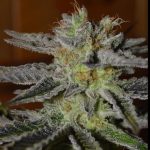 g13-labs-double-black-feminised-cannabis-seeds-2.jpeg