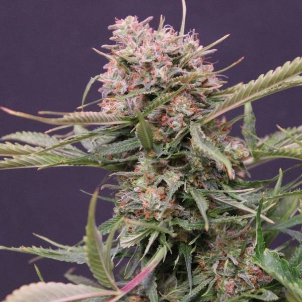 g13-labs-gigabud-feminised-cannabis-seeds.jpg