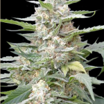G13 Labs - Lemon Amber Kush Feminised Cannabis Seeds