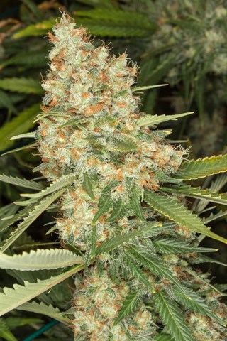 G13 Labs - Mozzarella Feminised Cannabis Seeds