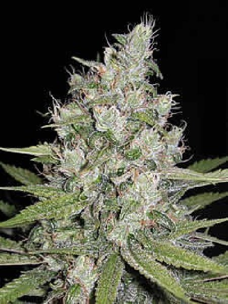 g13-labs-mozzarella-feminised-cannabis-seeds.jpg