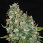g13-labs-og13-feminised-cannabis-seeds-3.jpg