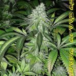 g13-labs-pineapple-express-feminised-cannabis-seeds.jpg