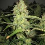 g13-labs-pineapple-express-feminised-cannabis-seeds.jpg