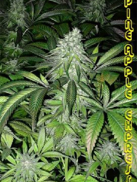 g13-labs-pineapple-express-feminised-cannabis-seeds.jpg