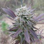 g13-labs-purple-haze-feminised-cannabis-seeds.jpg