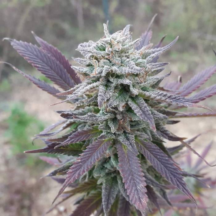 g13-labs-purple-haze-feminised-cannabis-seeds-2.jpg
