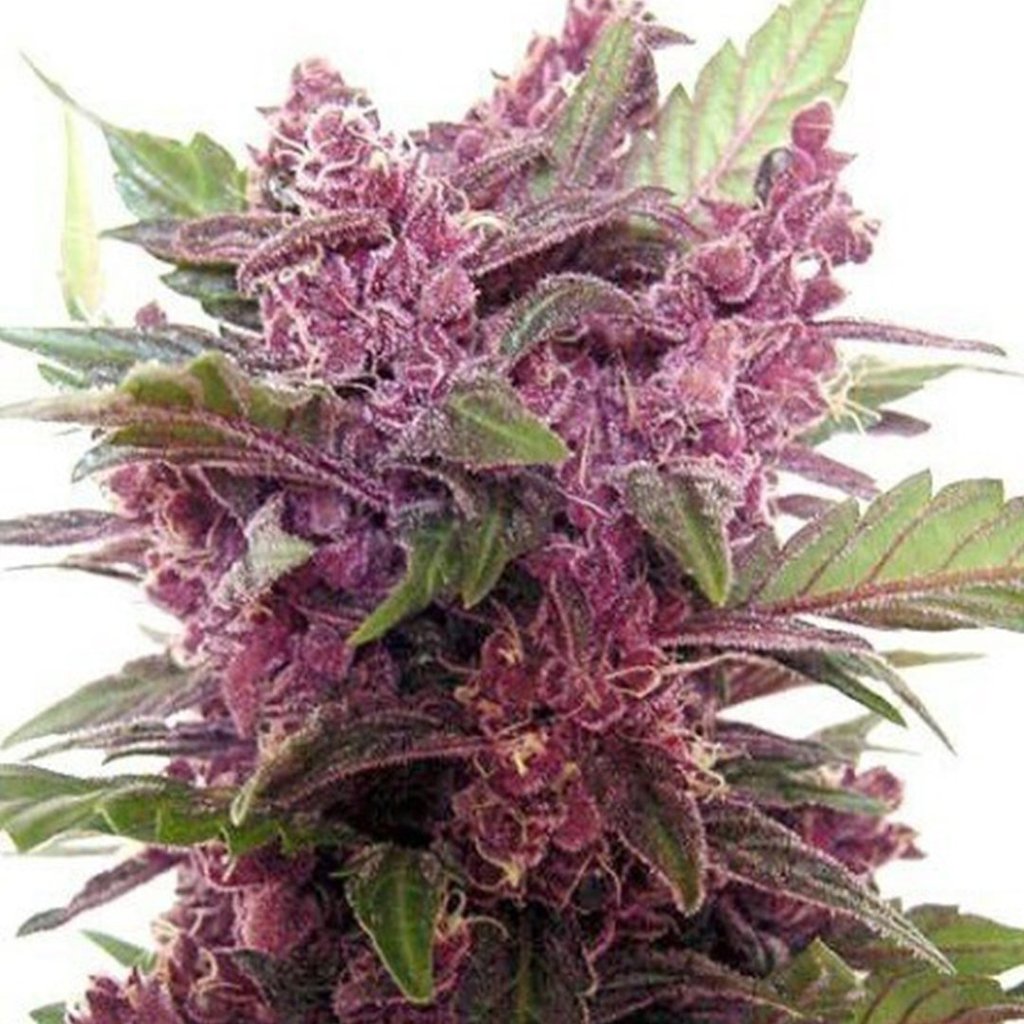 g13-labs-purple-haze-feminised-cannabis-seeds.jpg