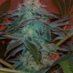 g13-labs-seeds-raw-diesel-feminised-cannabis-seeds.jpg