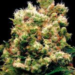 g13-labs-royal-kush-feminised-cannabis-seeds-2.jpg