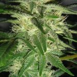 g13-labs-skunk-1-feminised-cannabis-seeds.jpg