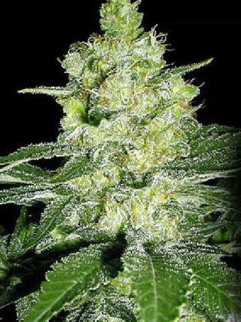 G13 Labs - Skunk #1 Feminised Cannabis Seeds