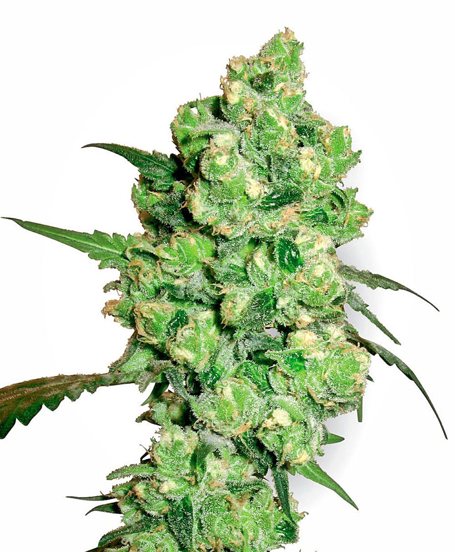 g13-labs-super-skunk-feminised-cannabis-seeds-2.jpg
