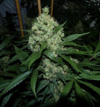 G13 Labs - Super Skunk Feminised Cannabis Seeds