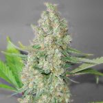 g13-labs-super-skunk-feminised-cannabis-seeds-3.jpg