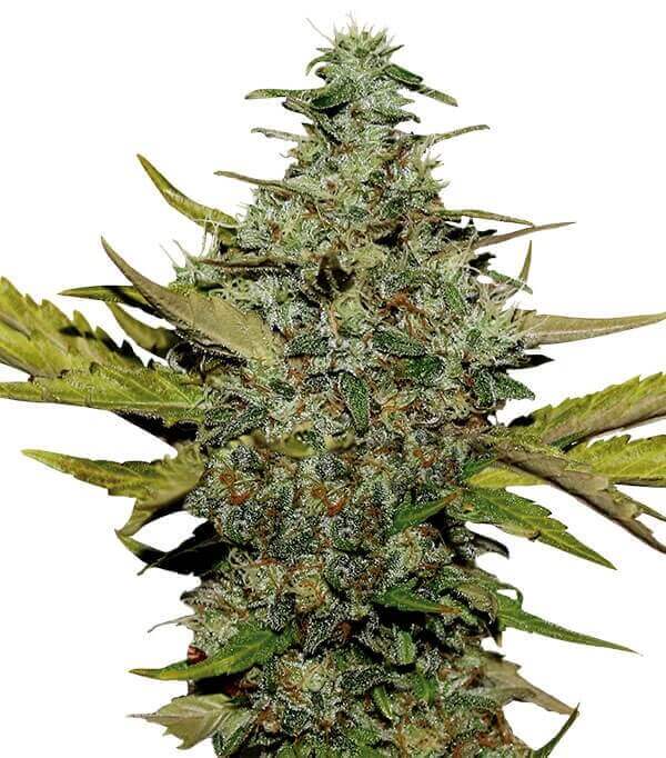 g13-labs-super-skunk-feminised-cannabis-seeds.jpg