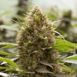 g13-labs-sweet-amnesia-feminised-cannabis-seeds.jpg