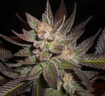 G13 Labs - White Lavender Feminised Cannabis Seeds