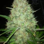 g13-labs-white-widow-feminised-cannabis-seeds-3.jpg