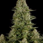 g13-labs-white-widow-feminised-cannabis-seeds-3.jpg