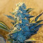 g13-labs-white-widow-feminised-cannabis-seeds-3.jpg