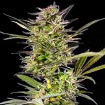 g13_labs_auto_blueberry-feminised-cannabis-seeds.jpg