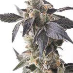 girl-scout-cookies.jpg
