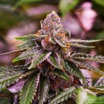 girl-scout-cookies-5-feminised-seeds-special-offer-2.jpg