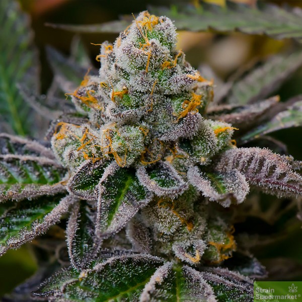 girl-scout-cookies-5-feminised-seeds-special-offer.jpg