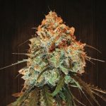 golden_tiger_madmac_cola_madurando_en_interior2.jpg