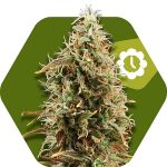 green-ak-xl-autoflowering.jpg