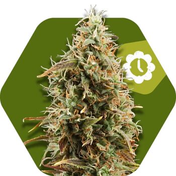 Zambeza Green AK XL Auto (FEM)