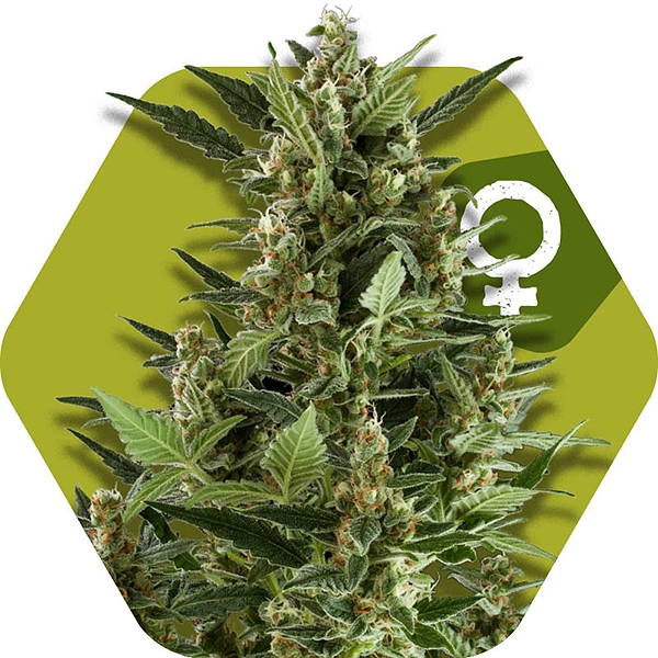 green-ak-xl.jpg