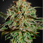 green-house-seeds-ams-a.m.s.-anti-mould-strain-feminised-cannabis-seeds.png
