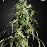 Green House Seeds - Arjan's Haze #1 Feminised Cannabis Seeds
