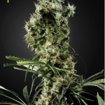 Green House Seeds - Arjan's Haze #2 Feminised Cannabis Seeds